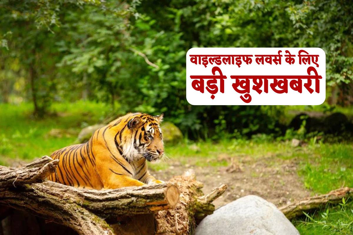 Good News For wildlife lovers of tiger state MP