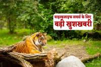 Good News For wildlife lovers of tiger state MP
