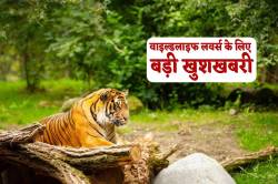 टाइगर स्टेट एमपी के इस शहर में बनेगा ‘टाइगर कॉरिडोर’, 4 नेशनल पार्क को करेगा
सीधा कनेक्ट - image