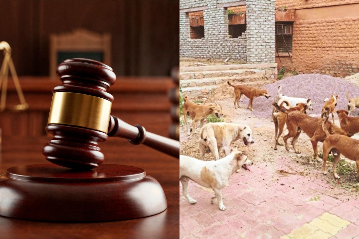 HC on animals