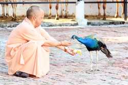 मंदिर परिसर के भ्रमण पर निकले मुख्यमंत्री, मोर संग बिताए कुछ पल…गौसेवा भी किए,
आज मुख्य कार्यक्रमों में लेंगे हिस्सा - image