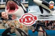 Jessica Radcliffe Orca Attack Video