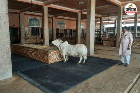 Jhunjhunu cows will sit on mats
