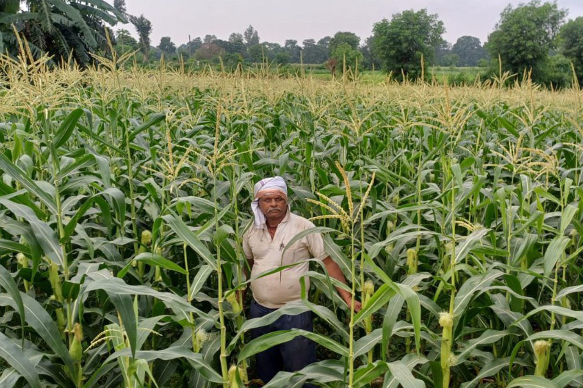 Bumper cultivation of sweetcorn in Katni