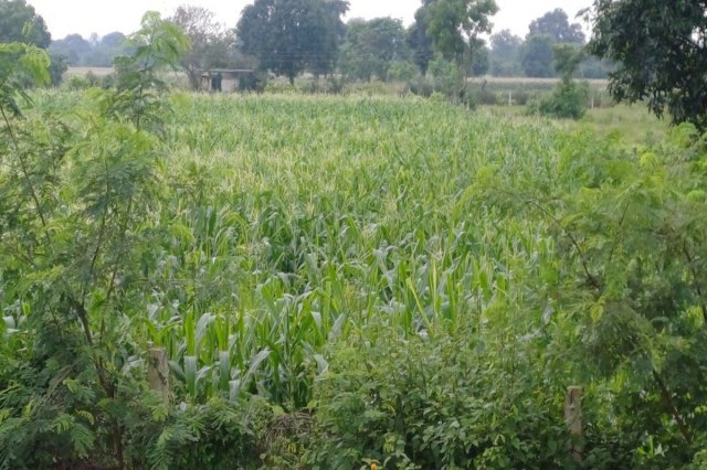Bumper cultivation of sweetcorn in Katni