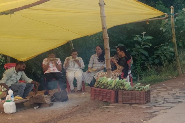 Bumper cultivation of sweetcorn in Katni