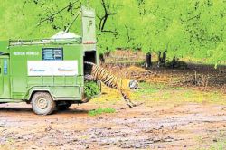 Good News: रणथंभौर से लाई गई बाघिन ‘कनकटी’ को मुकुंदरा के जंगलों में किया रिलीज,
जल्द बनेगी जोड़ी - image