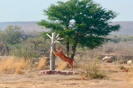 भीमलत के जोन-3 में टाइगर सफारी शुरू होने की बढ़ी उम्मीद, 24 घंटे निगरानी में रहेगा जंगल