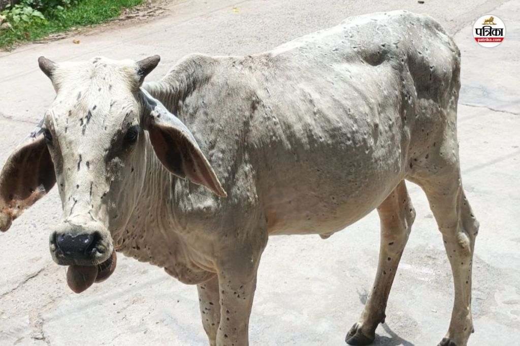 Lumpy virus havoc
