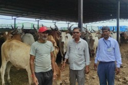 Rajasthan: राजस्थान में फिर जानलेवा लम्पी वायरस की दस्तक, पशुपालकों में हड़कंप,
मंगवाई गई 25 हजार वैक्सीन - image