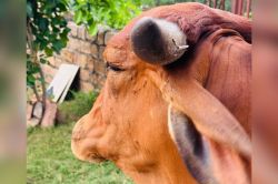 Lumpy Virus: राजस्थान में फिर लम्पी वायरस की दस्तक, 201 मवेशी मिले सं क्रमित;
विभाग अलर्ट - image