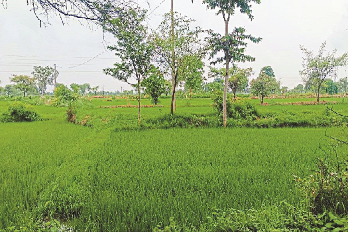 धान की फसल को पर्याप्त पानी मिला न जलाशय भरे (Photo source- Patrika)