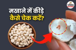 Makhana: डायरेक्ट मखाना खाना कहीं भारी न पड़ जाए, इसमें मिल सकते हैं हानिकारक
कीड़े - image