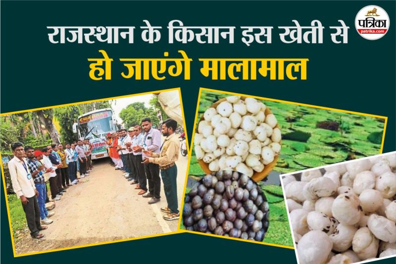 Rajasthan Makhana Cultivation After Bihar Farmers learn tricks in Purnia and will become rich