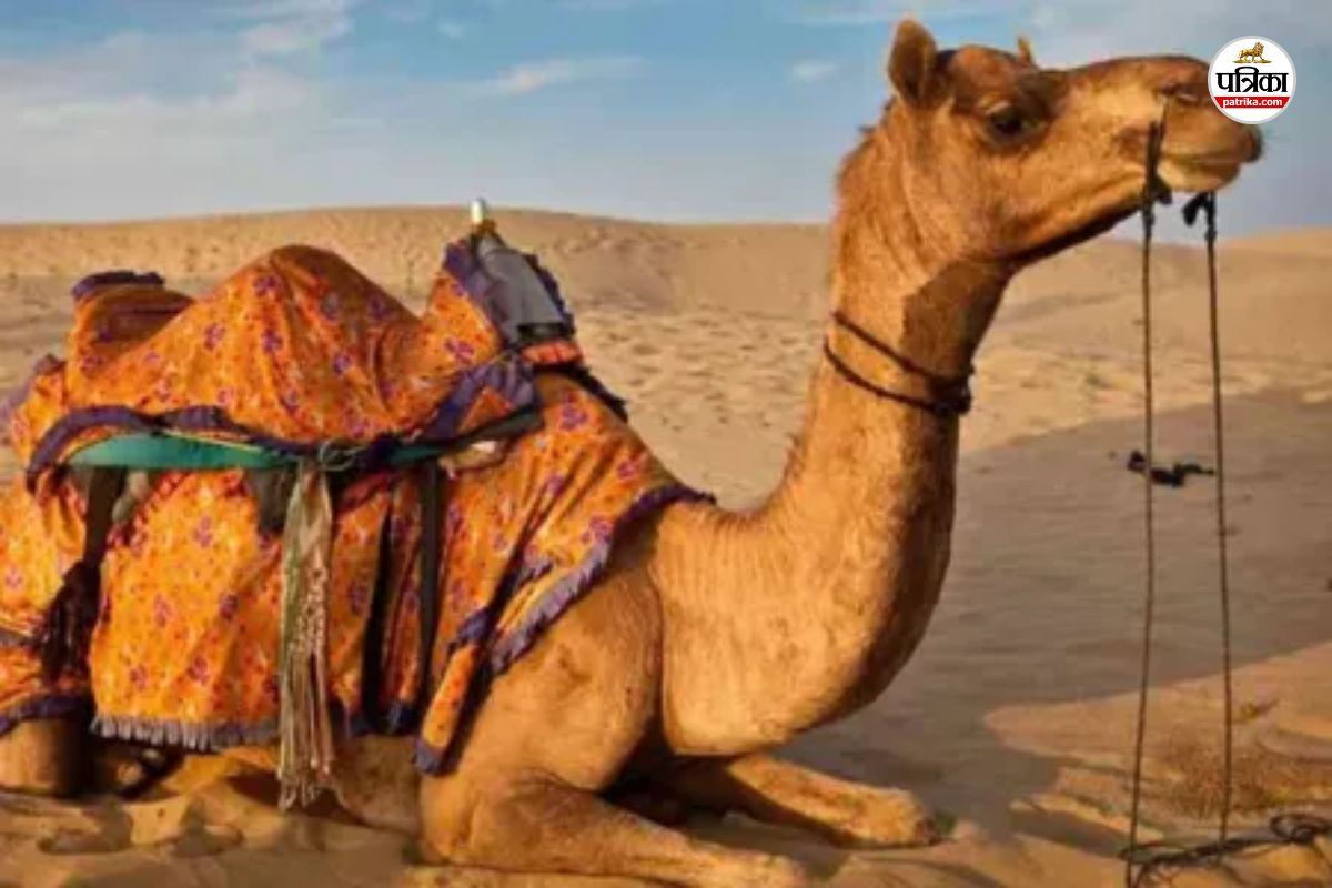 Rajasthan Government will give 40 thousand rupees on camel death cattle owners are happy