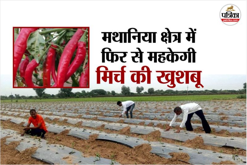 Rajasthan Jodhpur Farmers Again became Crazy World Famous Mathania Mirch GI tag application craze increased