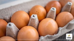 Moradabad Bird Flu: मुरादाबाद में बर्ड फ्लू का अलर्ट! रामपुर और उत्तराखंड से आने
वाले चिकन व अंडों पर रोक - image