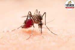 Mosquito Teeth : जो मच्छर इतना जोर से काटते हैं, क्या उनके पास दांत होते हैं?
जानिए सच - image