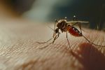 Mosquito
