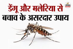 World Mosquito Day 2025: मच्छरों से बचें, बीमारियों से दूर रहें, जानें डेंगू और
मलेरिया से बचाव की जरूरी सावधानियां - image