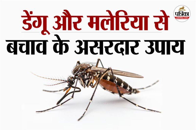 World Mosquito Day 2025,home remedies for mosquitoes,