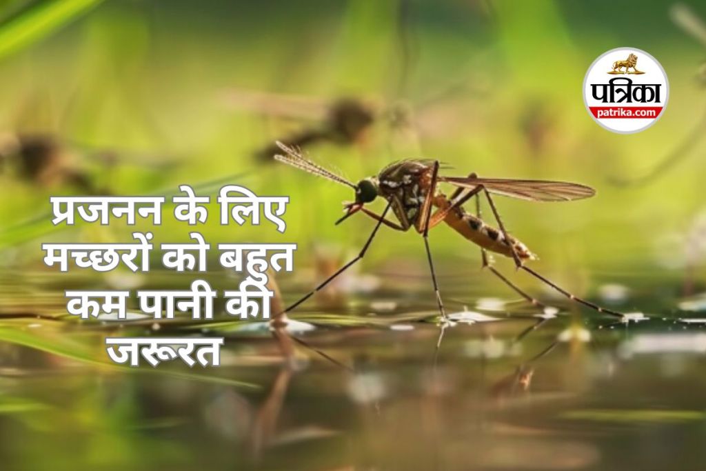 Mosquitoes can breed even in a little water
