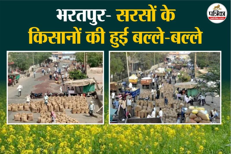 Good News Bharatpur Fortunes are improving due to Mustard Farmers are doing very well Oil is being Extracted in Large Quantities Ranked second in Rajasthan in sowing