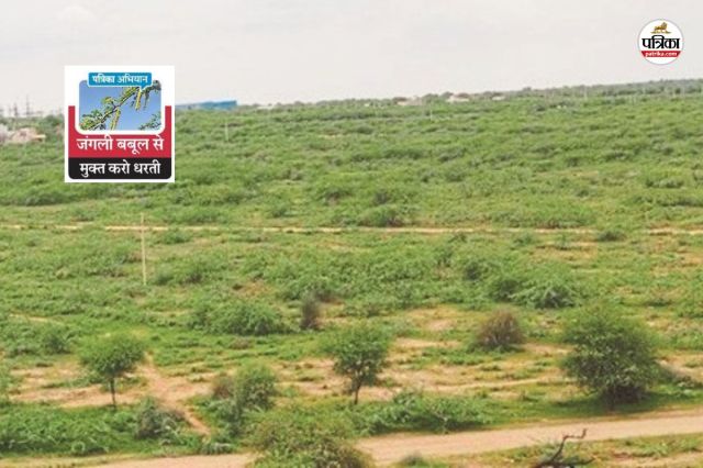 Nagaur Run Gram Panchayat jangli babul se mukt karo dharti