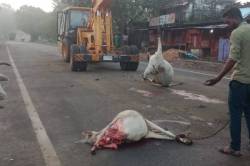 अज्ञात वाहन चालक ने 6 मवेशियों को कुचला, कई घायल - image