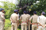 human skeletons found in ashoknagar forest missing labourers mp news