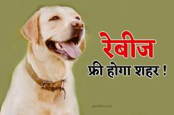 3 एबीसी के जिम्मे ‘1.20 लाख’ डॉग की नसबंदी, आदेश के बाद मचा हड़कंप - image