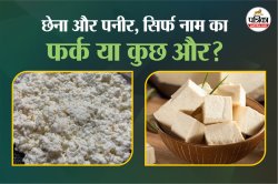 Chhena Vs Paneer: छेना और पनीर, क्या दोनों एक ही हैं? - image
