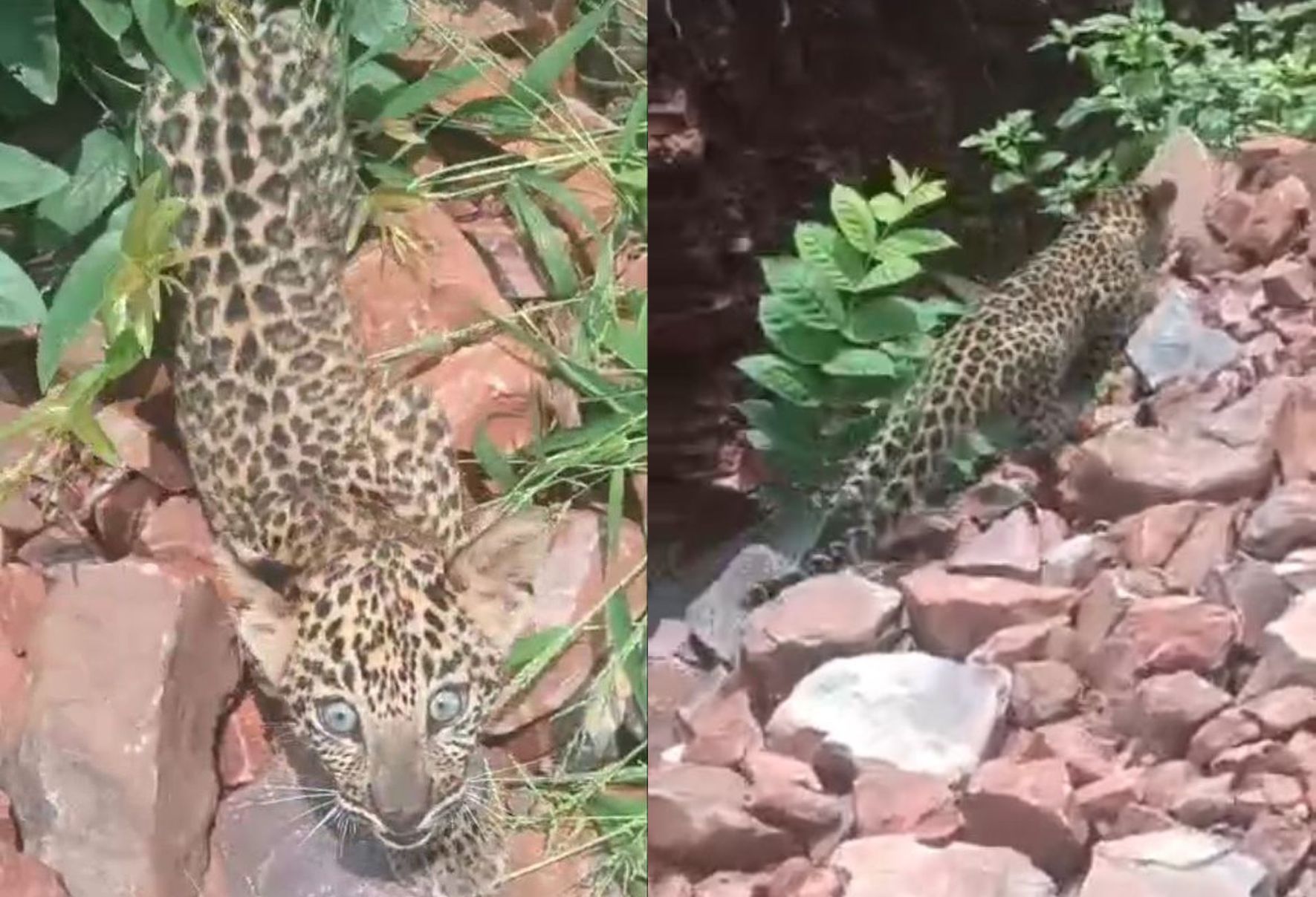 वायरल वीडियो में देखिए तेंदुए के शावकों की अठखेलियां