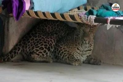 Dungarpur Panther Terror Hunting Cattle Every Day Cattle Keepers Panic