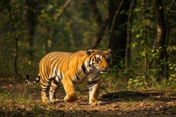 बिना अनुमति के शख्स को टाइगर रिजर्व में ड्रोन का इस्तेमाल करना पड़ा भारी; 1 लाख
रुपये का लगा जुर्माना - image
