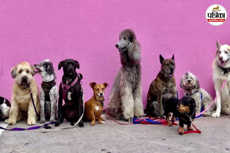 Popular dog breeds in India