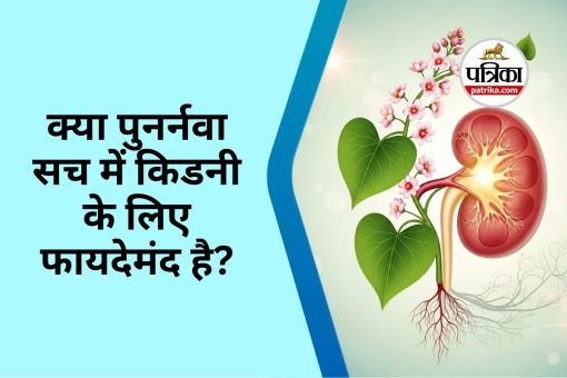 Punarnava Benefits Kidney