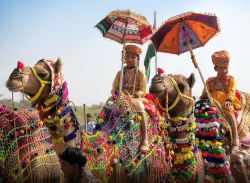 Pushkar Fair 2025: 22 अक्टूबर से शुरू होगा मेला, देश-विदेश से आएंगे टूरिस्ट - image
