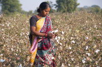 mp cotton textiles industry crisis trump tariff impact zero import duty