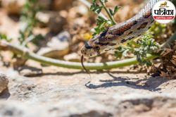 Snake Bite: “नहीं काटेगा सांप…”, नेशनल हेल्थ मिशन ने बताया सांपों से बचने के
आसान उपाय - image