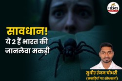 Spider Bite Deaths : मकड़ी के काटने से बच्ची की मौत! विशेषज्ञ से जानिए मकड़ी का
काटना जानलेवा है या नहीं? - image