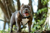 Supreme Court decision on stray dogs in Delhi People shocked pitbulls left unattended dark night