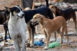 Stray Dogs पर सुप्रीम कोर्ट का ऑर्डर: दिल्ली पुलिस ने इंडिया गेट पर प्रदर्शन
करने वालों के खिलाफ दर्ज की FIR - image