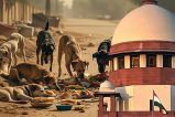 Supreme Court Decision on stray dogs in Delhi-NCR