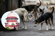 CG News: छत्तीसगढ़ में 3.94 लाख कुत्तों की जिम्मेदारी तय, निकाय चलाएंगे गोद लेने का अभियान...(photo-patrika)
