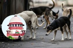 दिल्ली-एनसीआर के आवारा कुत्तों पर फैसला सुरक्षित, सुप्रीम कोर्ट में कपिल सिब्बल
और एसजी में बहस - image
