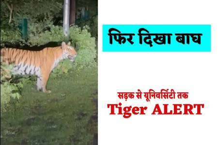 Tiger in Bhopal