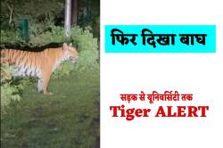 बार-बार भोपाल में घूमते दिख रहे बाघ, अब NLIU में दिखा, अपना घर छोड़ सड़कों पर
क्यों आ रहे Tiger - image