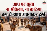 Dog Bites, Dog Bites news, Dog Bites tips, Tips To Prevent Dog Bites, kutte ke katne se kaise bache,