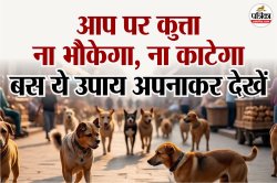 भारत में Dog Bite के मामले सर्वाधिक, मगर डरना छोड़िए, कुत्तों के काटने से बचने
के लिए ये ट्रिक आजमाइए - image